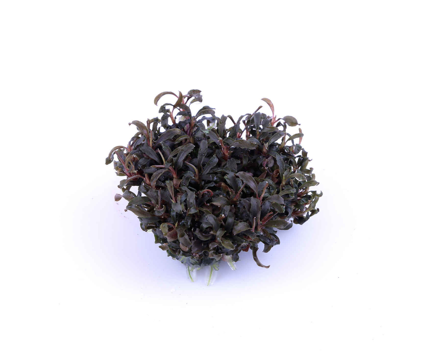 Why Aquarium Plants Fail After Planting—and How to Recover Without Starting Over